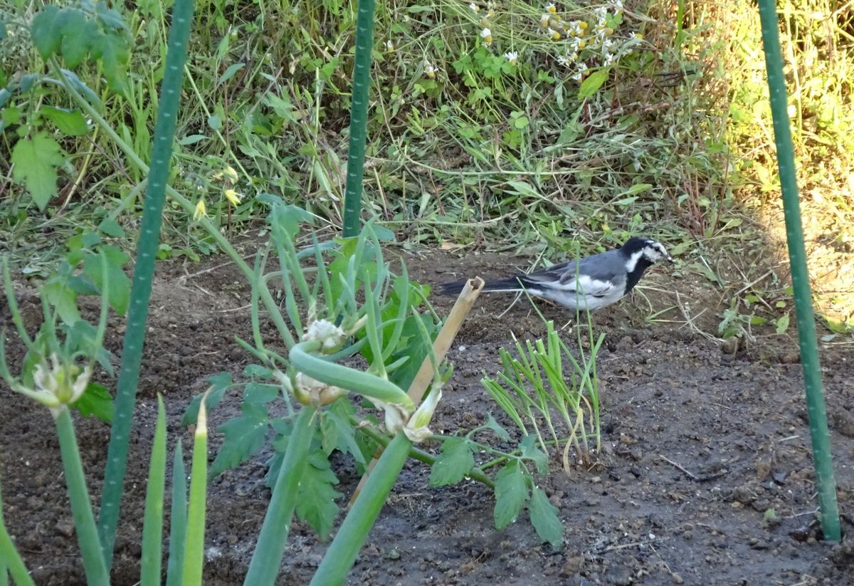 お客さん