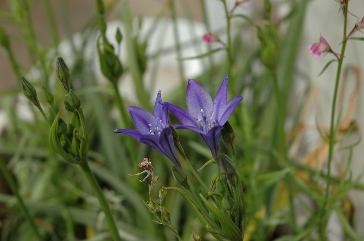 庭の草花たち