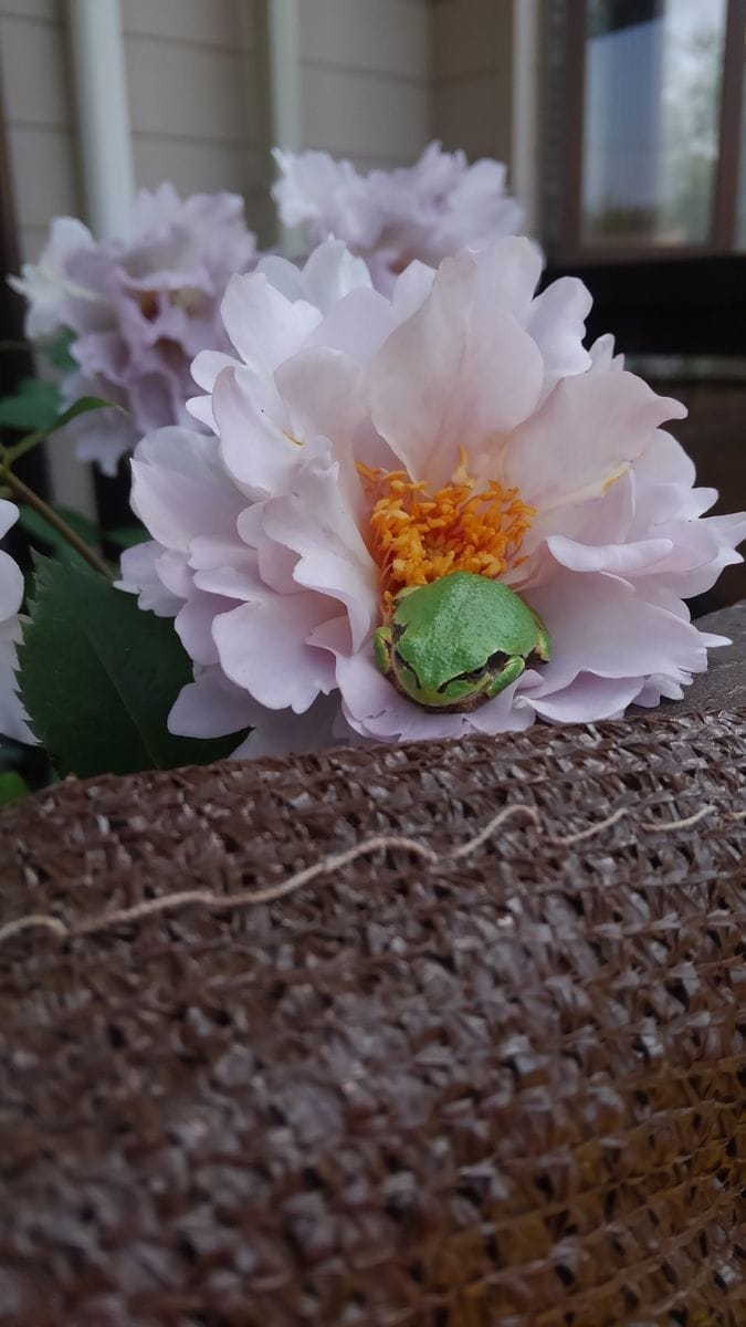 カエル君のお気に入り