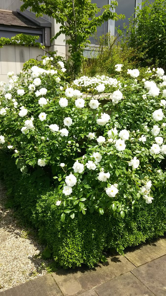 イングリッシュガーデンの白い花♪