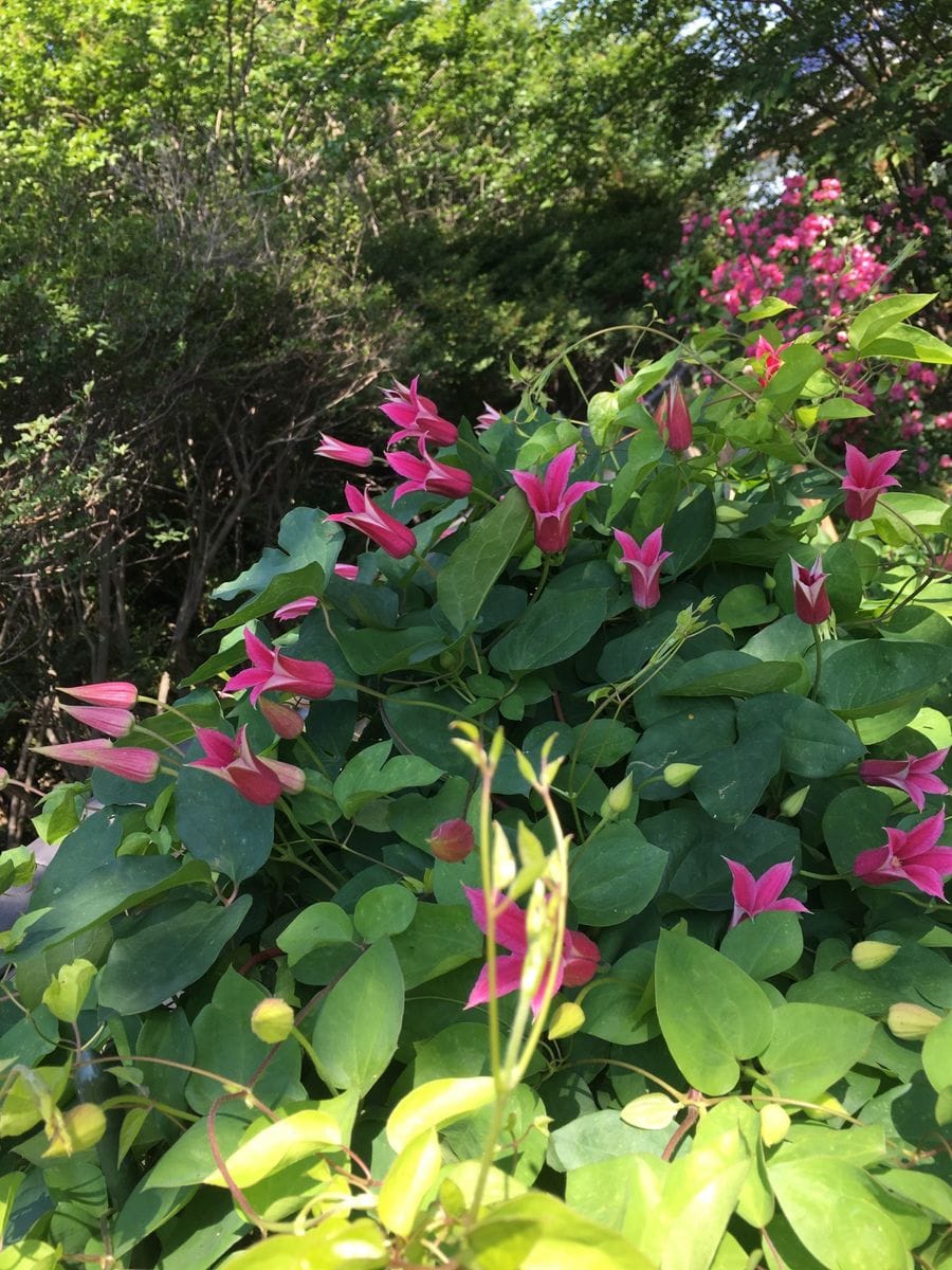 今朝の花達