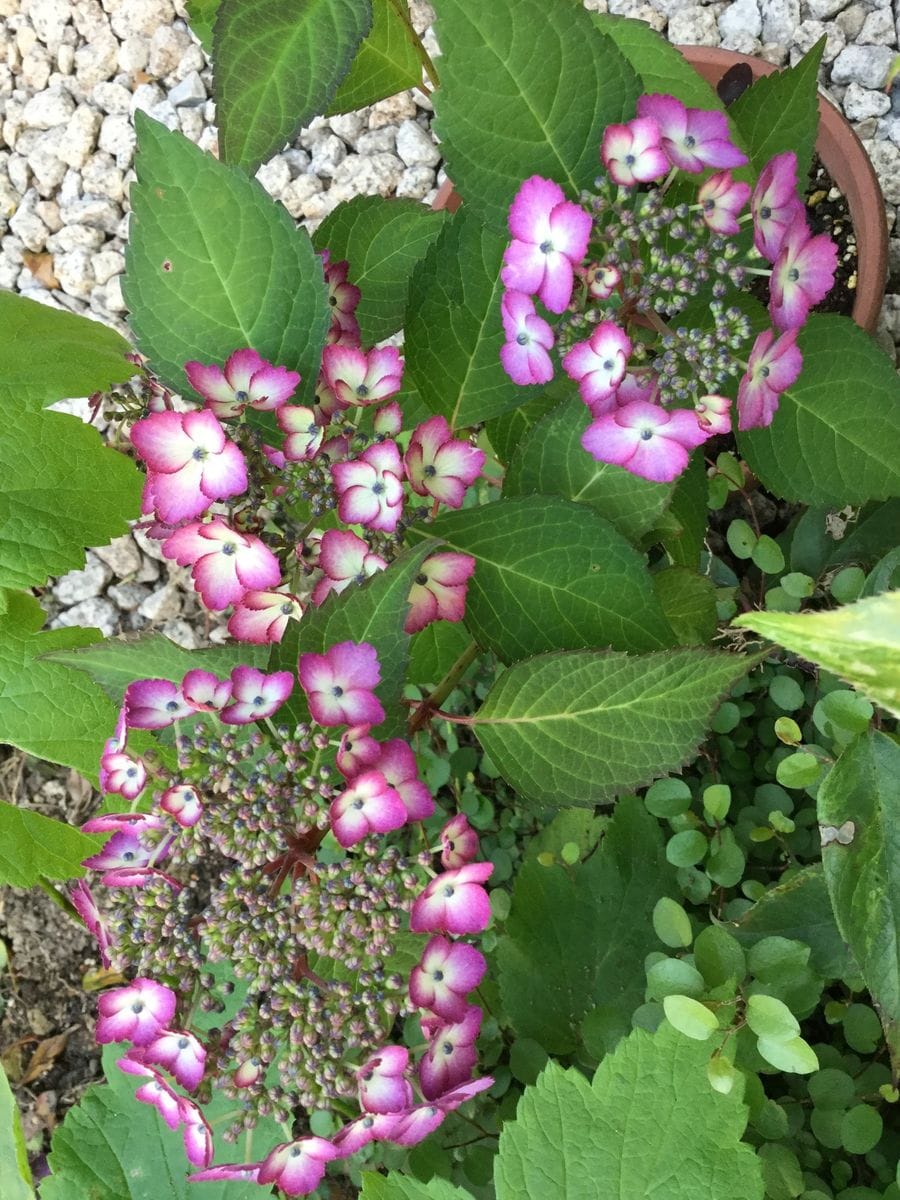 曇り空に紫陽花と白万重