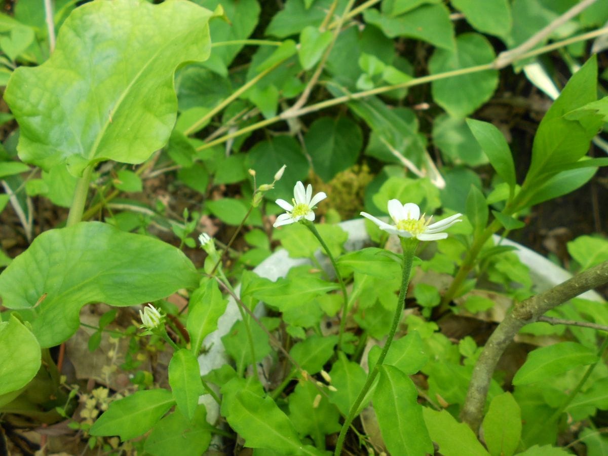 忘の着く花