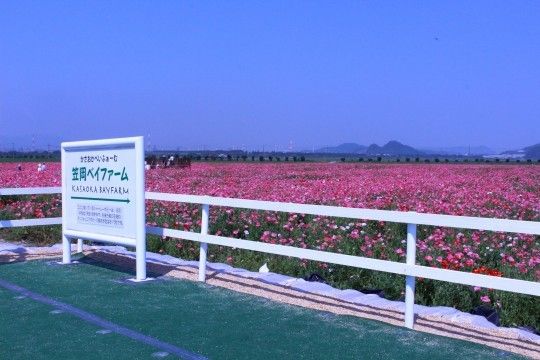 いいね 500回ありがとう　で金浦の夏祭りを紹介します