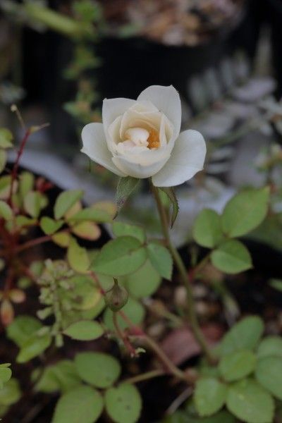 バラの実生に花が咲き始めています