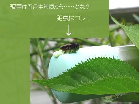 狙われた？実生桜