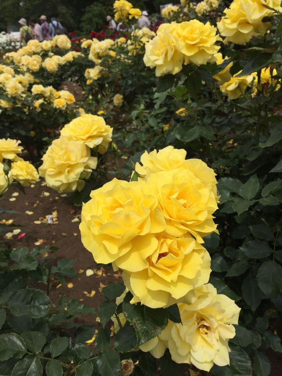 神代植物公園②