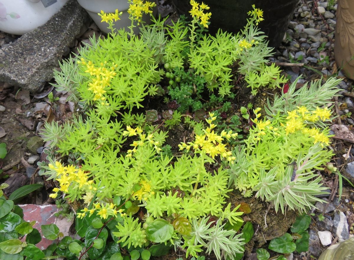 多肉植物・食虫植物etc・・・