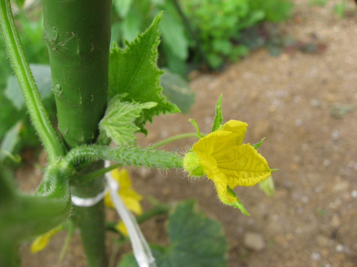 野菜の花も咲きだしました