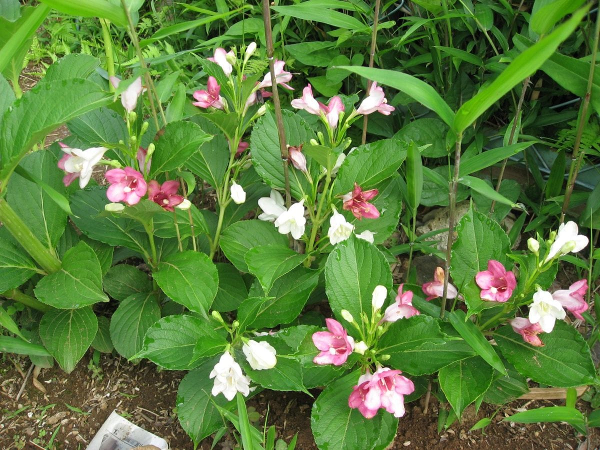 野菜の花も咲きだしました