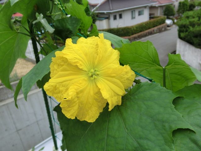 ヘチマの花が咲きました