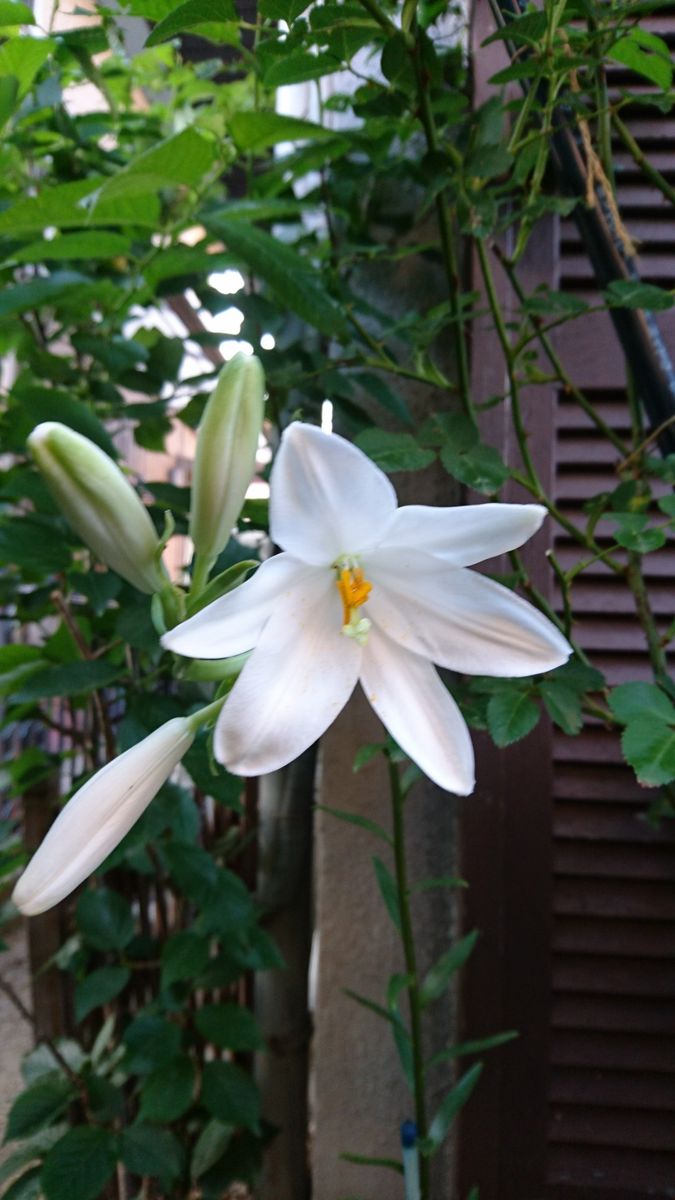 マドンナリリー、咲きました♪