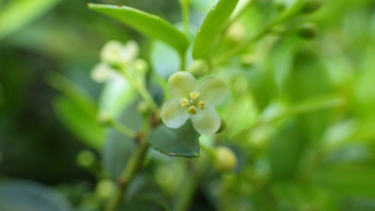 ツゲの花