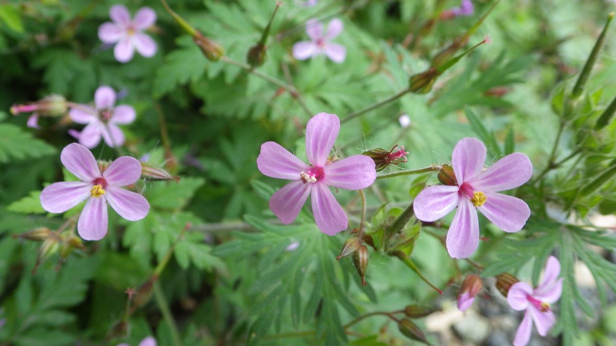 ツゲの花