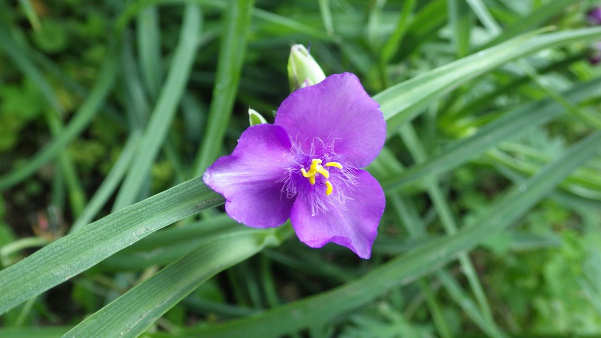 ツゲの花