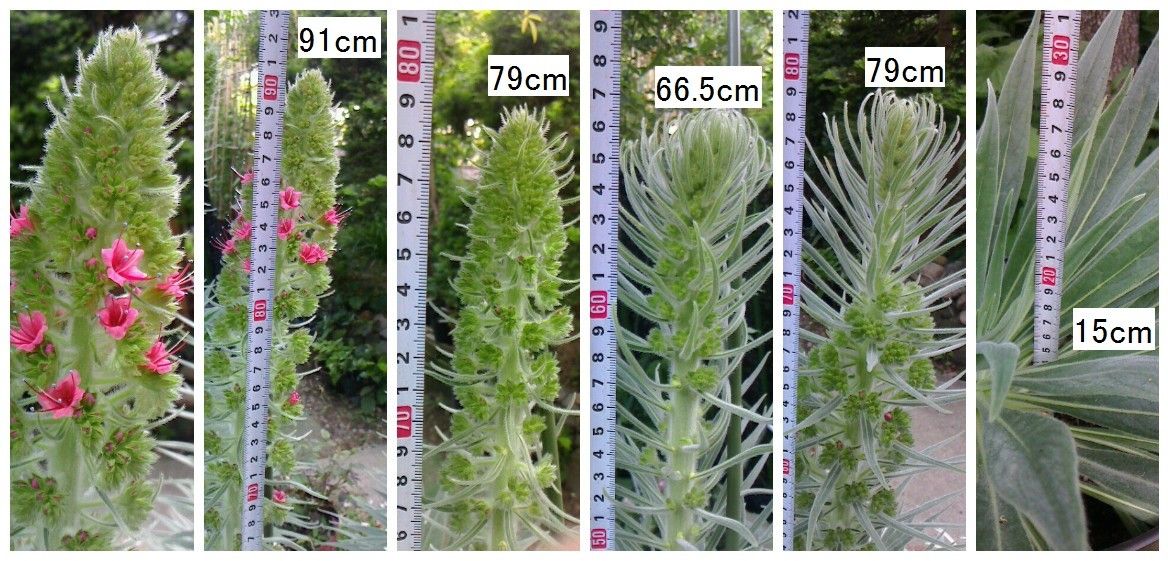 エキウム・ウィルドプレッティ開花始まる。