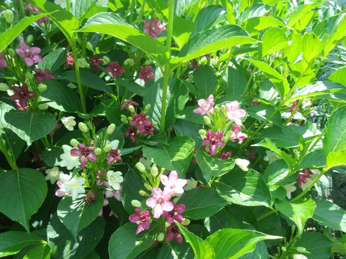 ポピー　芍薬　うつぎ