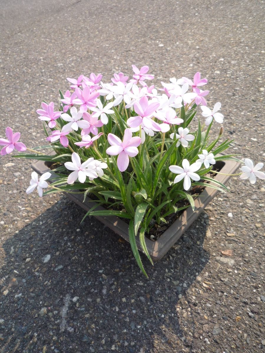 アッツ桜を寄せ植えに