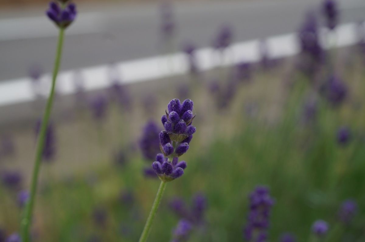 庭から良い香が～♪