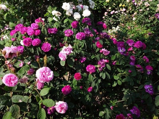 今日のバラの庭②