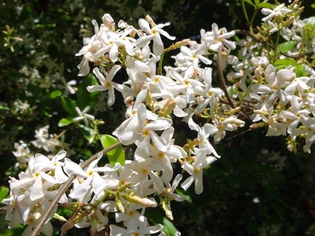 いい香りの野の花②