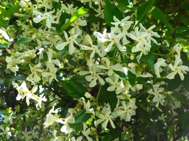 いい香りの野の花②