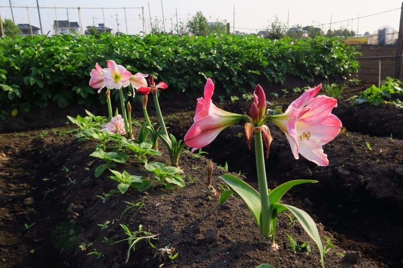 アマリリスは食べられません