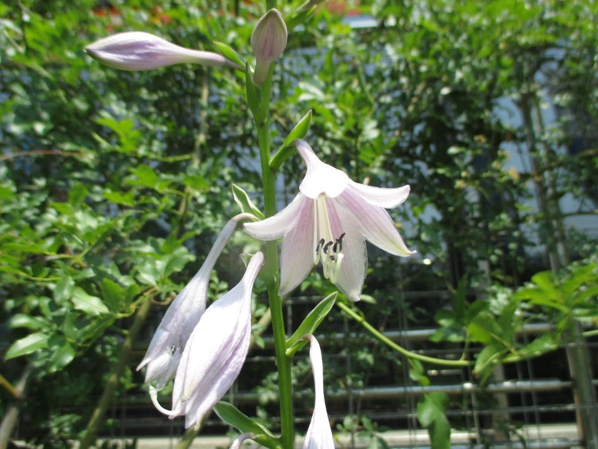 “ギボウシ”のお花が咲きましたヨ♪