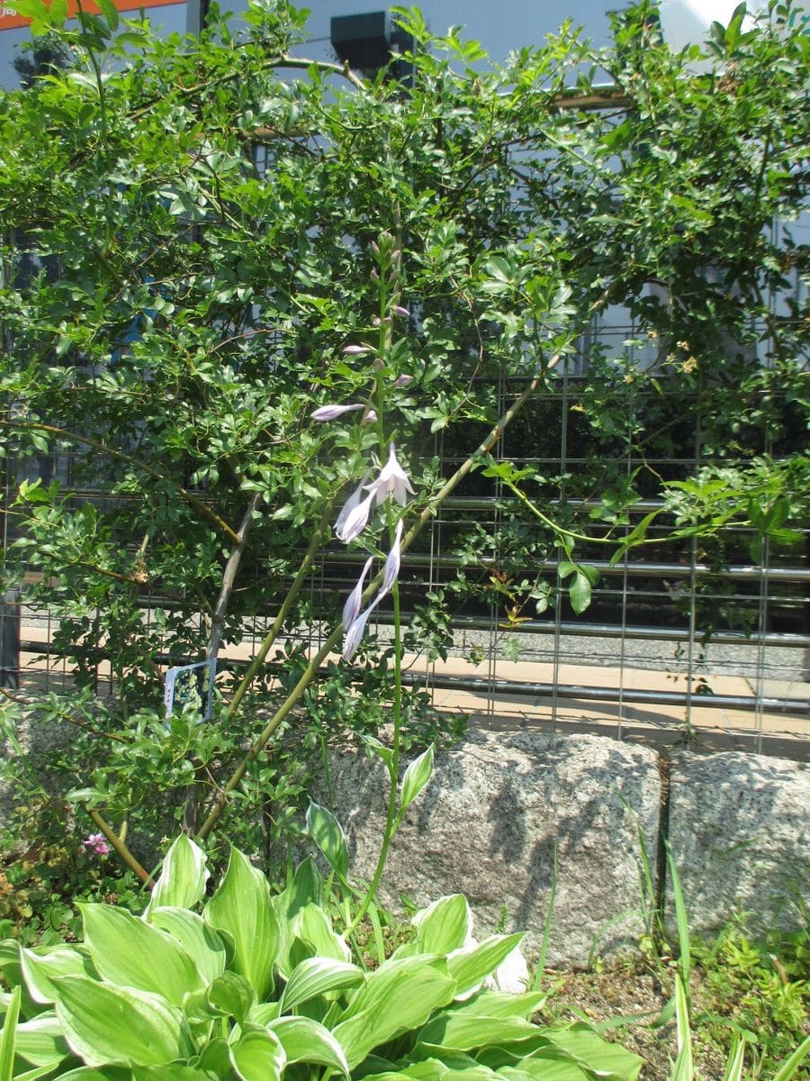 “ギボウシ”のお花が咲きましたヨ♪