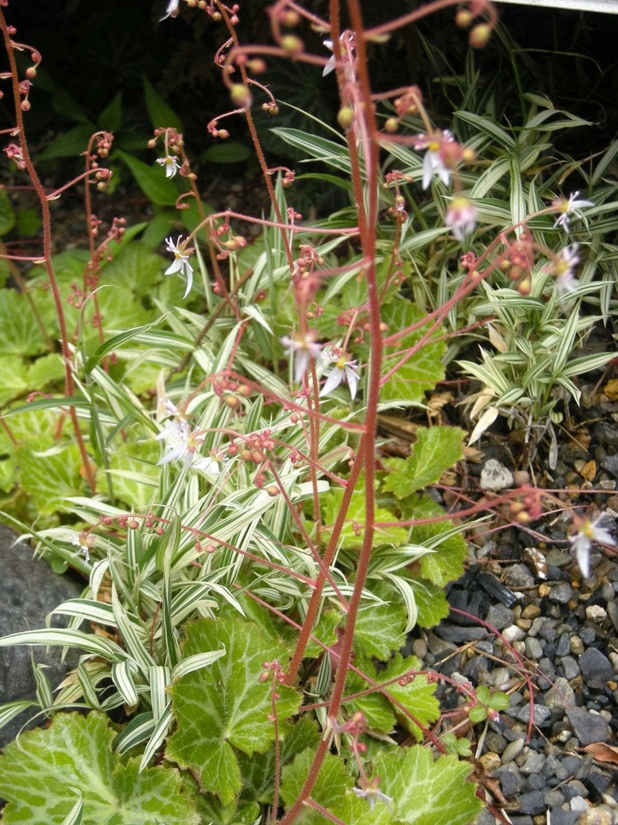 雪の下（薬用植物）