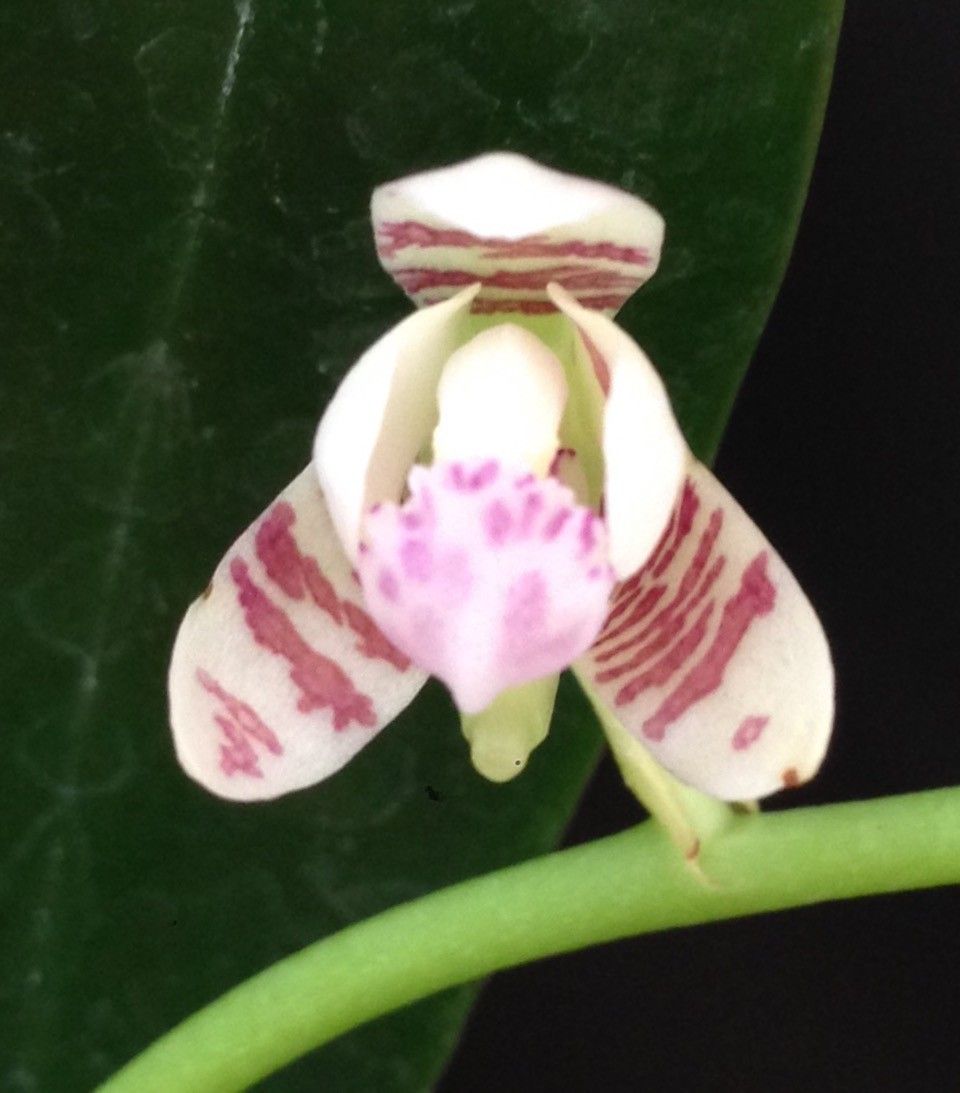 Phalaenopsis japonica:  ナゴランが開花してきました。