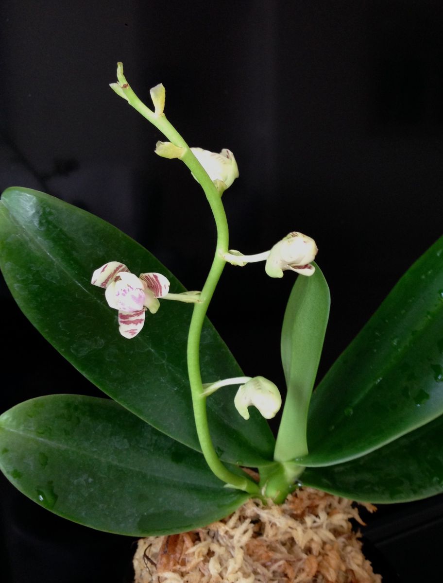 Phalaenopsis japonica:  ナゴランが開花してきました。