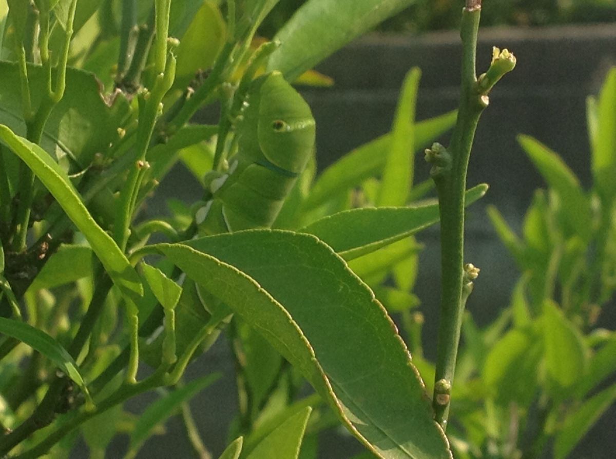 今年初めて花が咲いた津の輝き