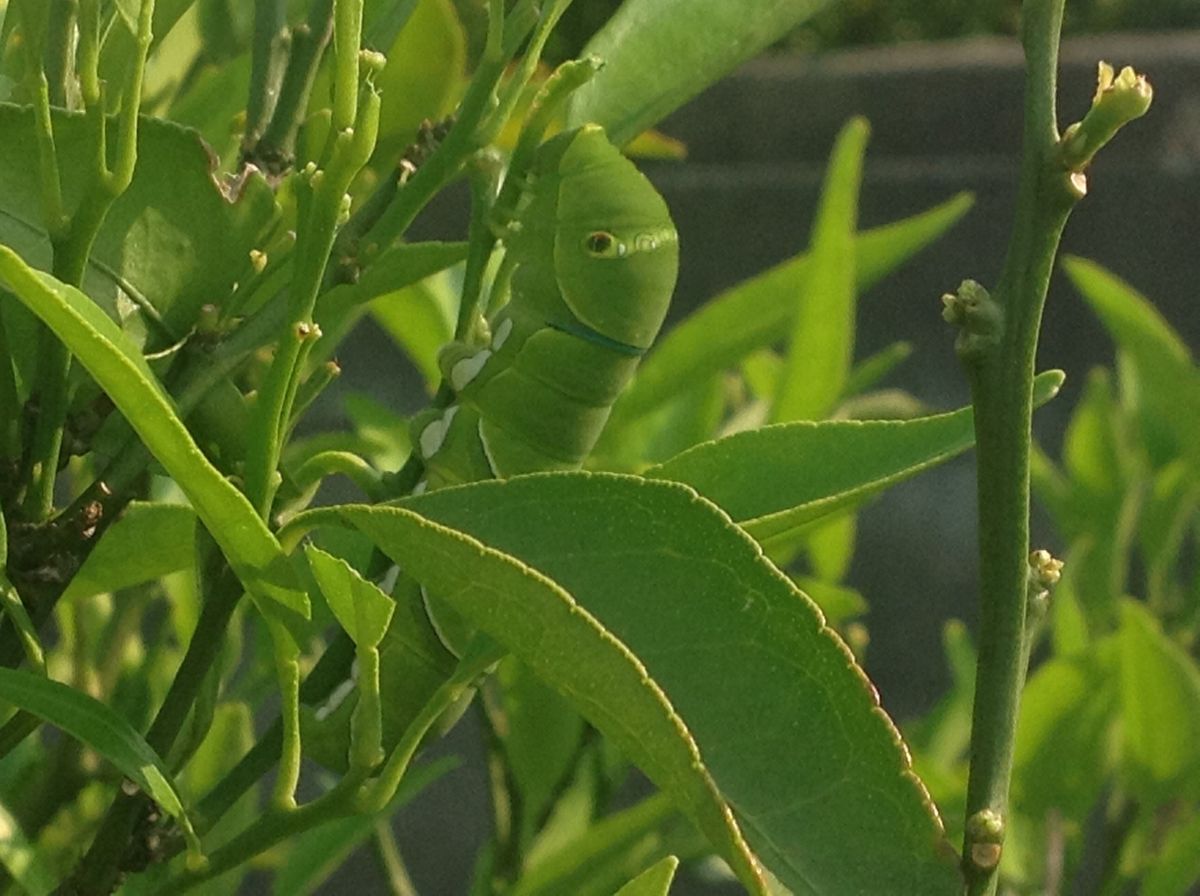 今年初めて花が咲いた津の輝き