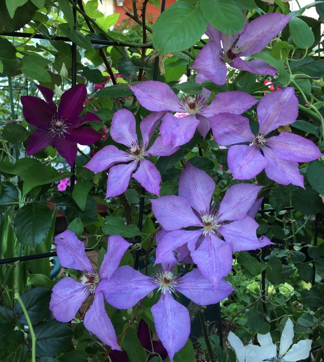 今朝のクレマチス🌸