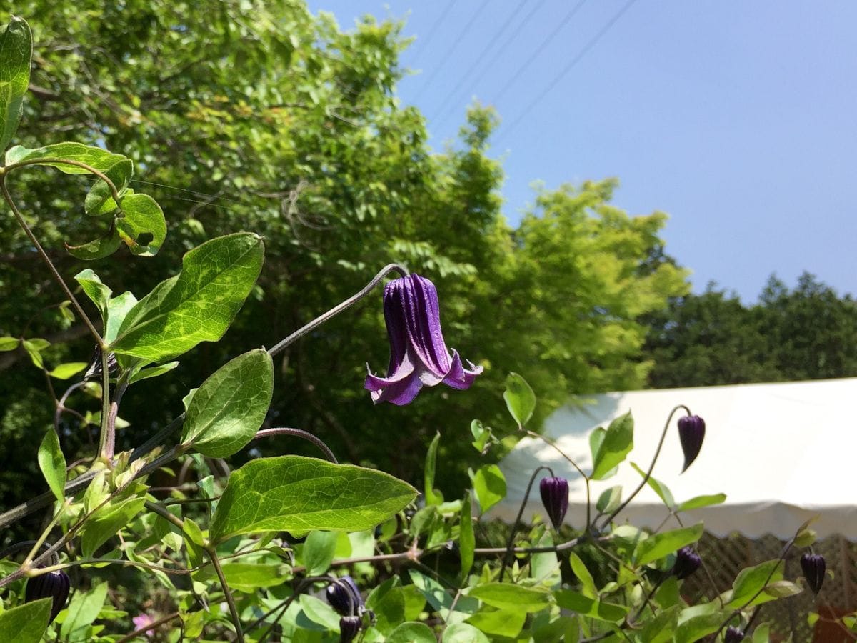 筑波実験植物園 クレマチス園公開♪