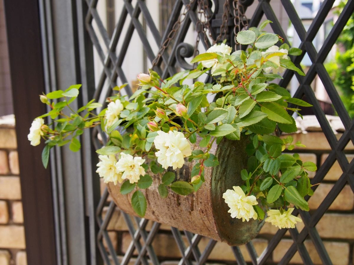 菊根分け、これより自分の土で咲け