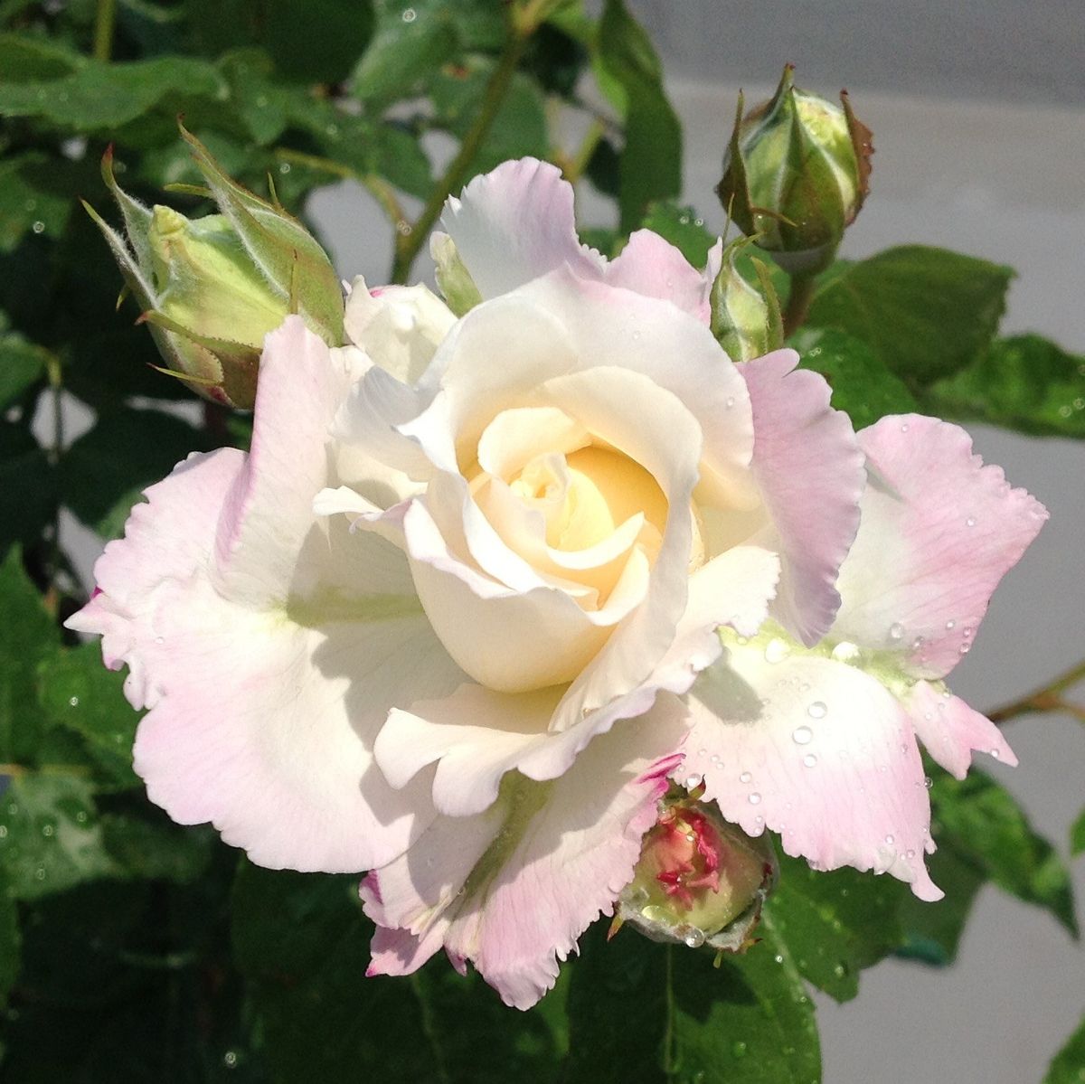「ル ブラン」…やっと綺麗な花に❣️