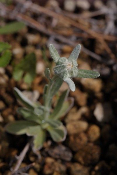 エーデルワイスに蕾が上がって来たよ