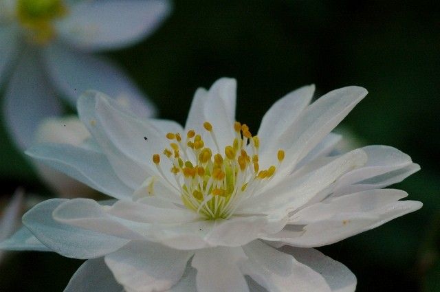 八重バイカカラマツ白花、日輪咲き