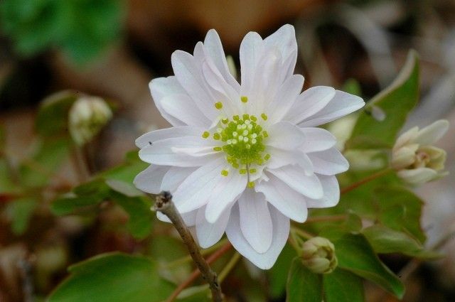 八重バイカカラマツ白花、日輪咲き