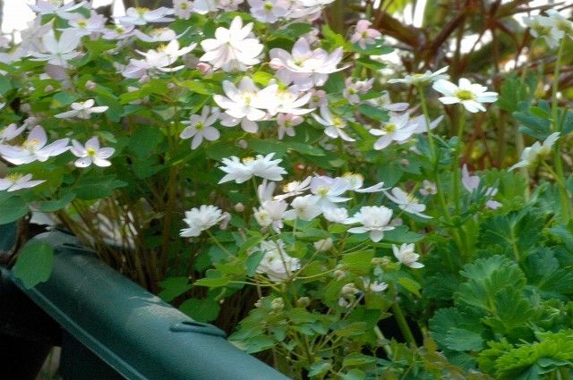 八重バイカカラマツ白花、日輪咲き