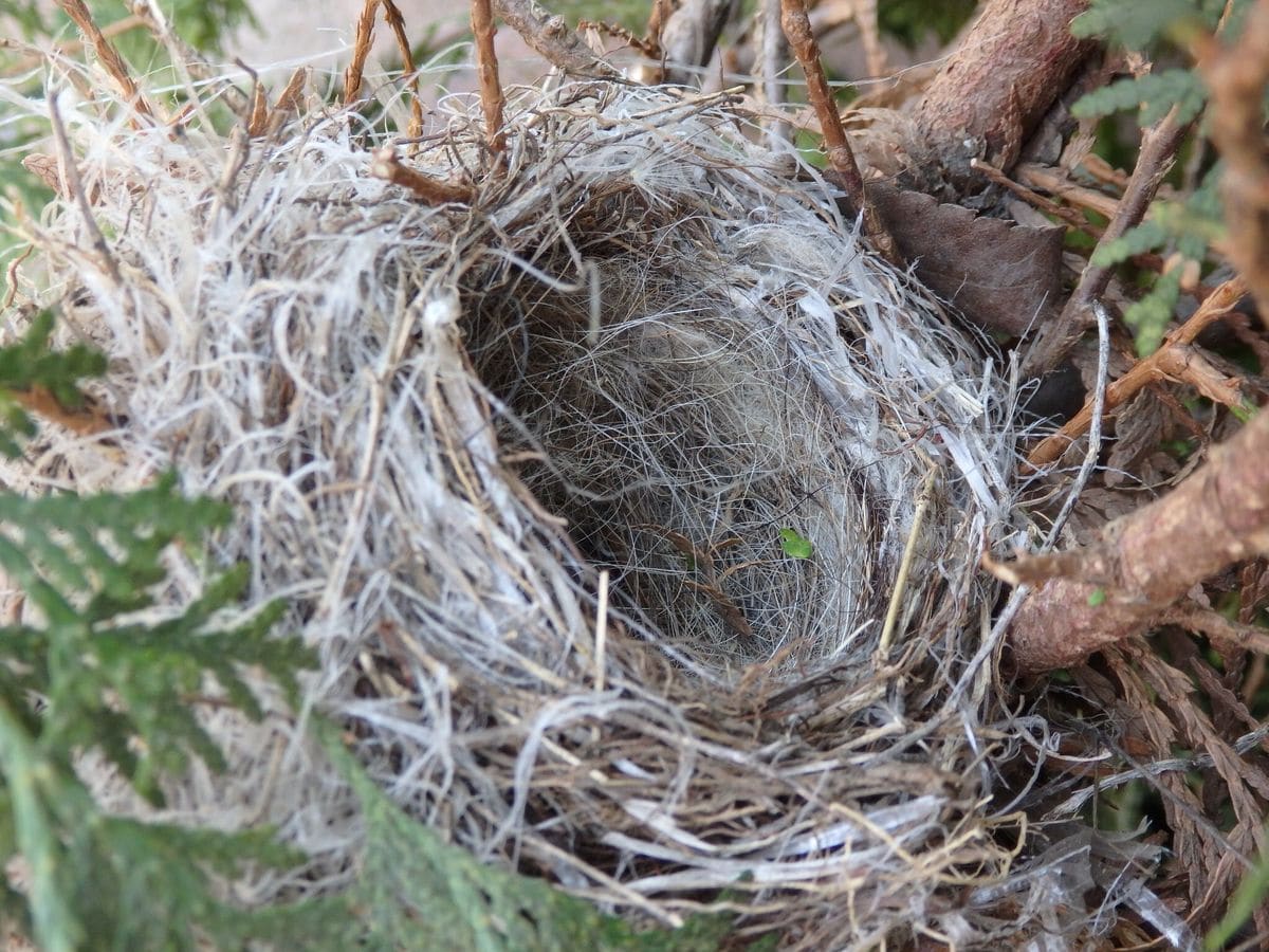 庭木に鳥の巣❣️発見。