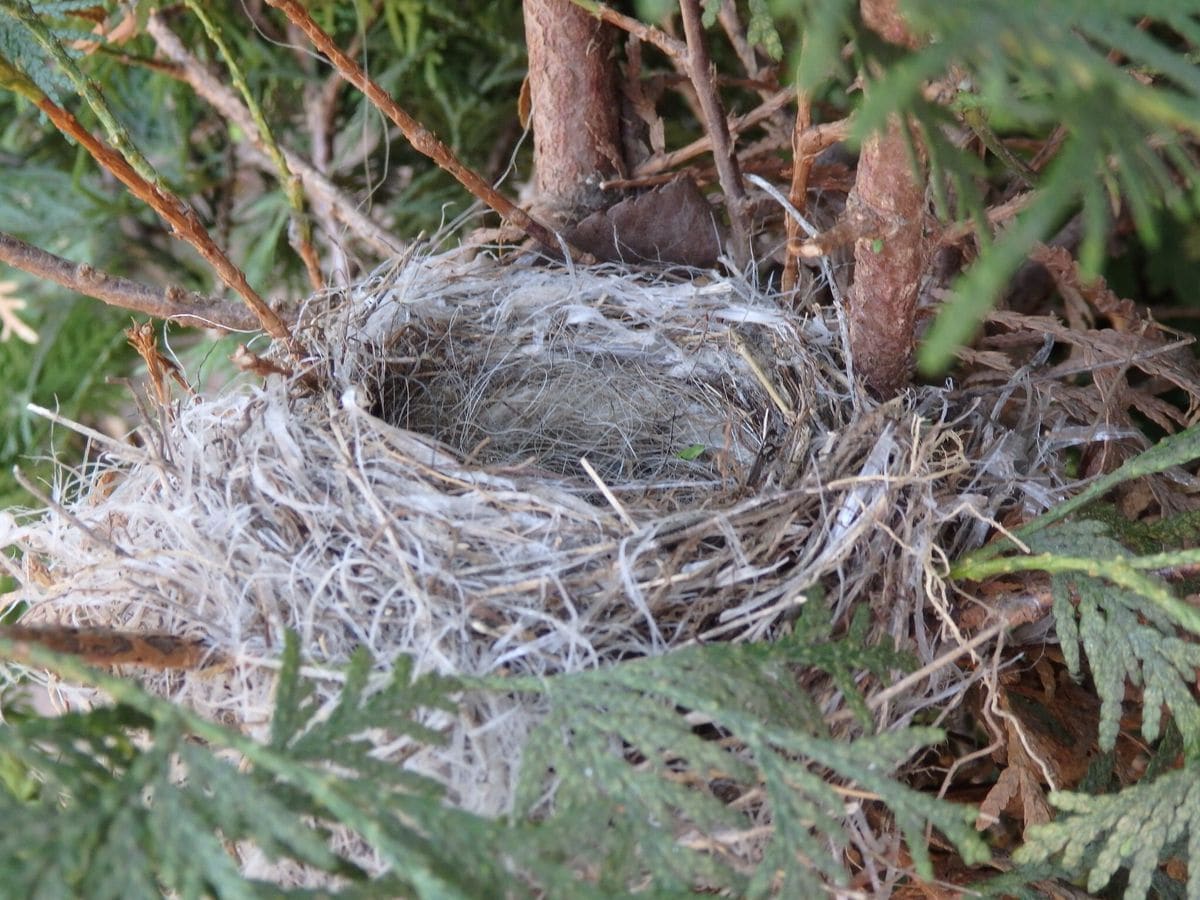 庭木に鳥の巣❣️発見。