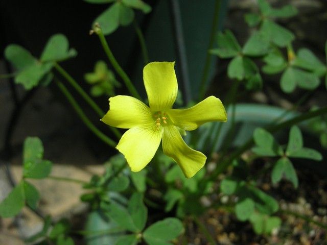 バラに似合う　宿根草！！