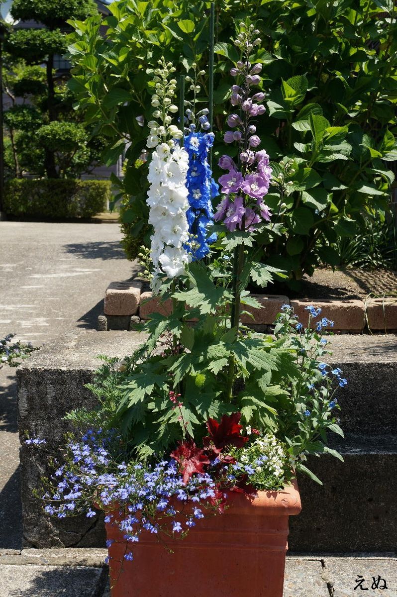 デルフィニウムの寄せ植え