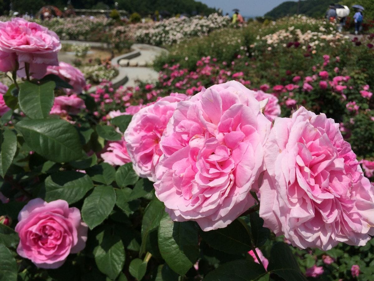 花フェスタ記念公園 バラ祭り♡