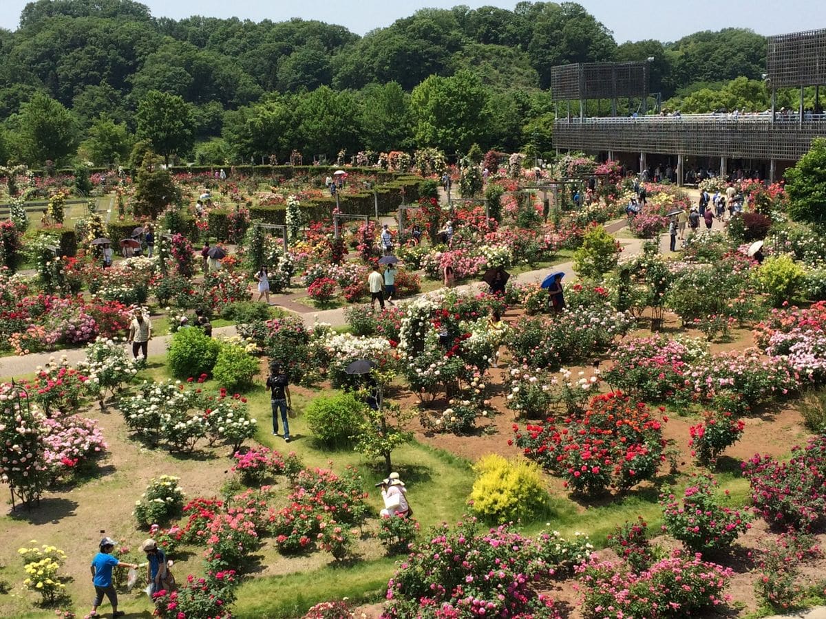 花フェスタ記念公園 バラ祭り♡