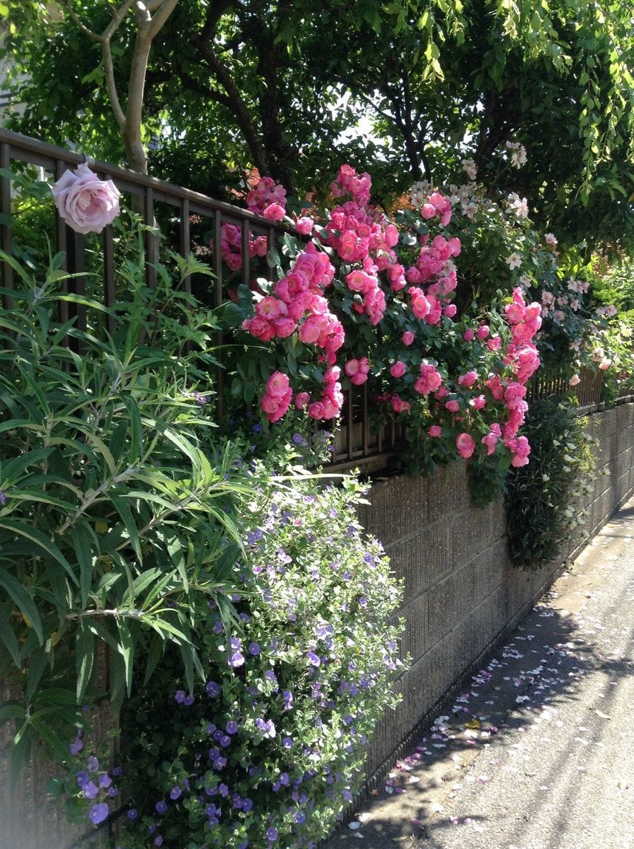 よそ様の薔薇が綺麗です！！