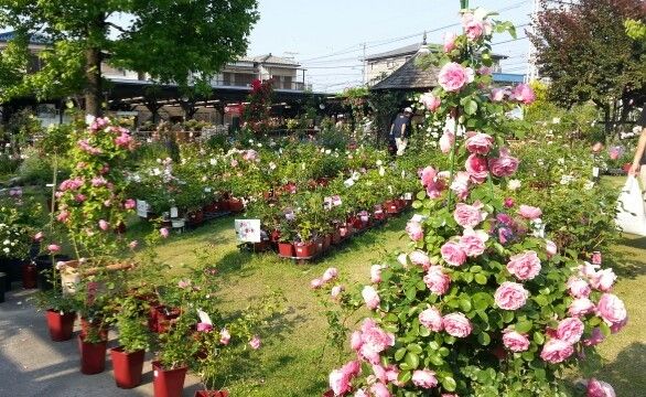 昨日午後は京阪さんとひらパーへ